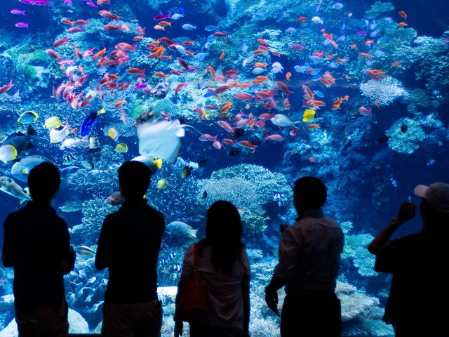沖縄美ら海水族館イメージ