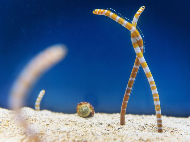 札幌旅行にいくなら<br />
サンピアザ水族館がおすすめイメージ