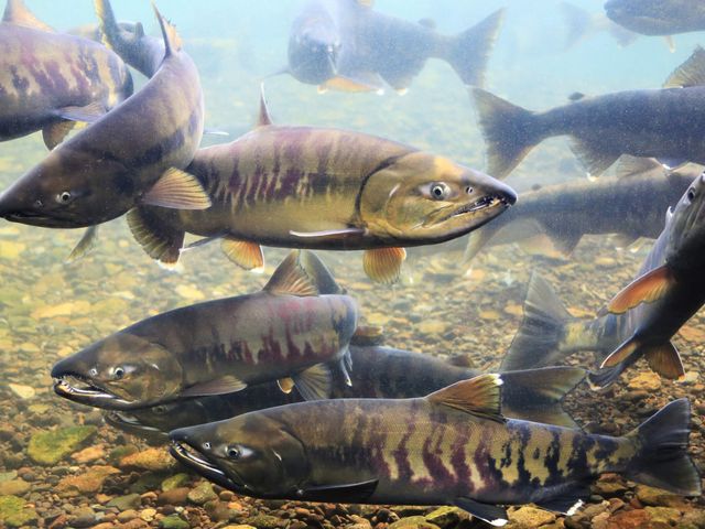 札幌旅行・小樽旅行にいくなら<br />
サケのふるさと千歳水族館がおすすめイメージ