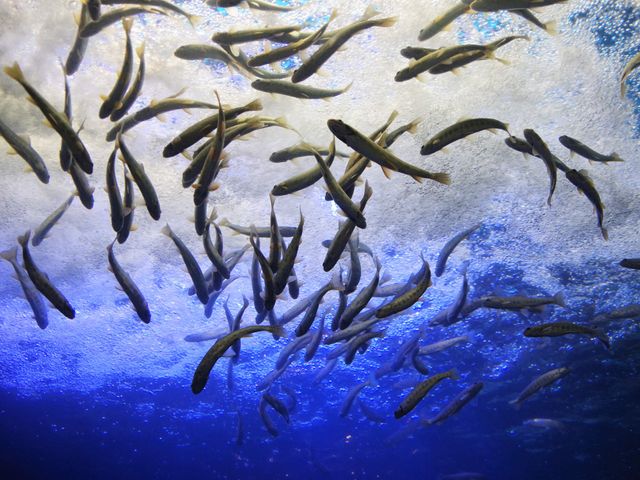 網走・道東旅行にいくなら<br />
北の大地の水族館がおすすめイメージ