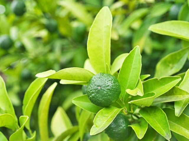 9月の沖縄 グルメ情報イメージ