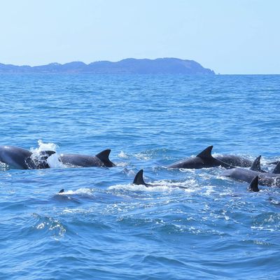 おすすめアクティビティ付き 九州ツアーイメージ