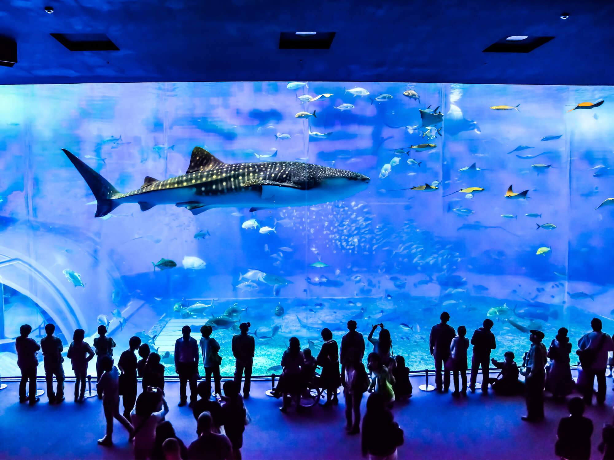 沖縄美ら海水族館