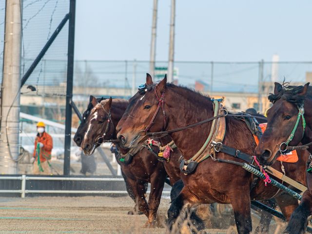 帯広フリープランイメージ