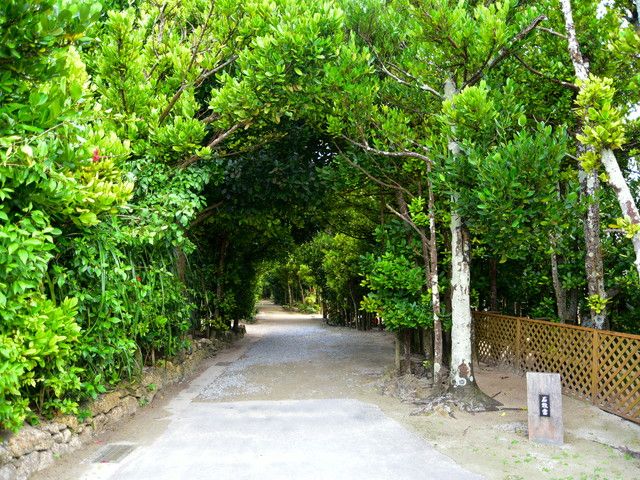 備瀬のフクギ並木イメージ