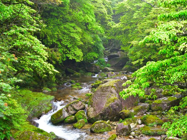 9月1日~2月28日:「白谷雲水峡トレッキング」で“もののけ姫の森”へイメージ
