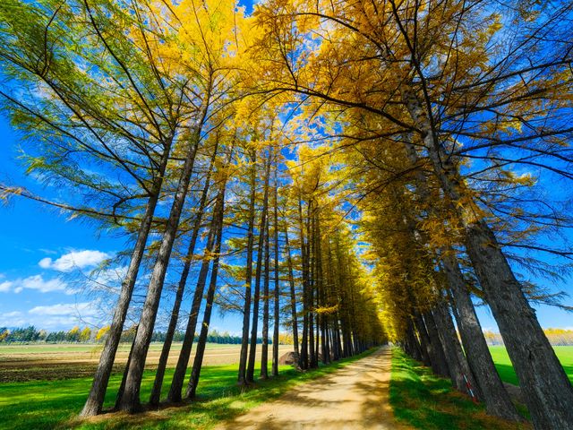 組合せ自由!北海道周遊フリープランイメージ