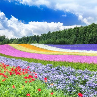 富良野観光モデルコース！絶対行くべき人気観光地はここイメージ