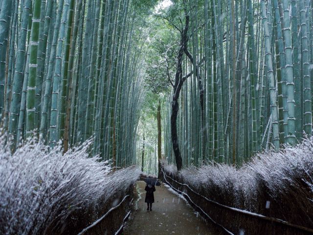 京都府フリープランイメージ