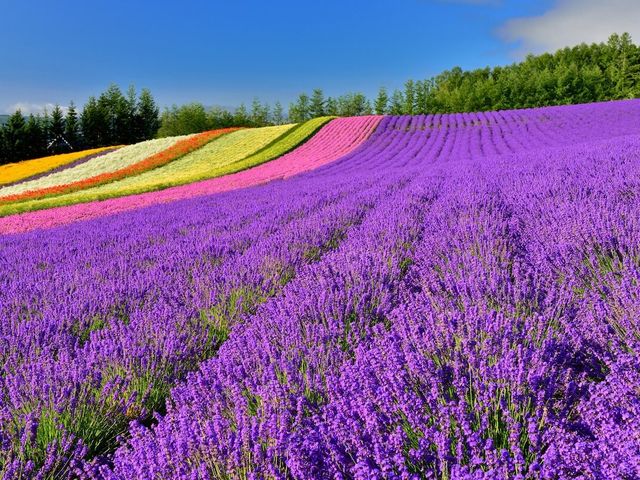 富良野イメージ