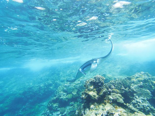 シュノーケリングでもマンタを見れる?イメージ