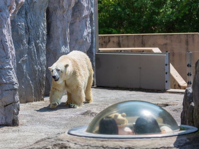 １旭山動物園 <br />
- ヒグマやシロクマなど、北海道の動物たちが見られる動物園。イメージ