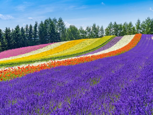 ２富良野・美瑛 <br />
- 美しい花畑やラベンダー畑が広がる風光明媚なエリア。イメージ