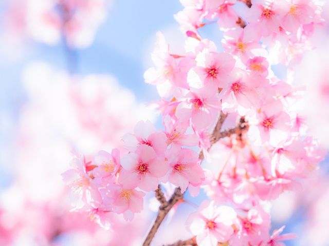 4月の北海道 楽しみ方イメージ