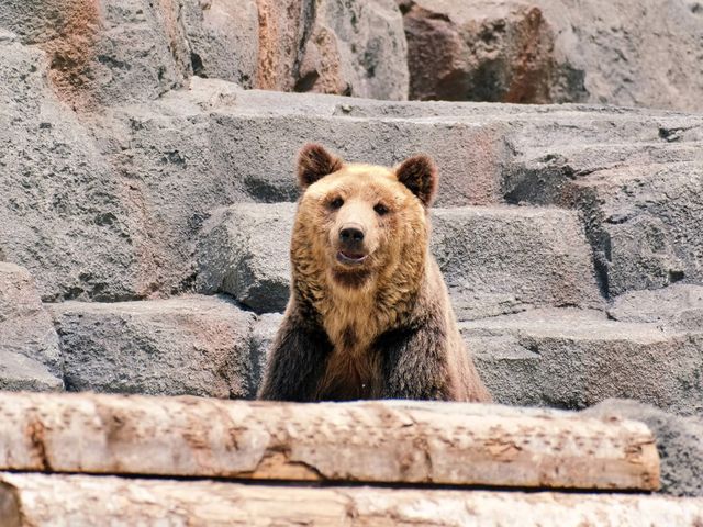 エゾヒグマイメージ