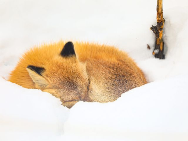 キタキツネイメージ