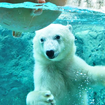 【入園券付】旭山動物園＆青い池ツアー｜札幌発着バスで巡る北海道周遊イメージ