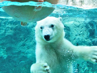 旭山動物園