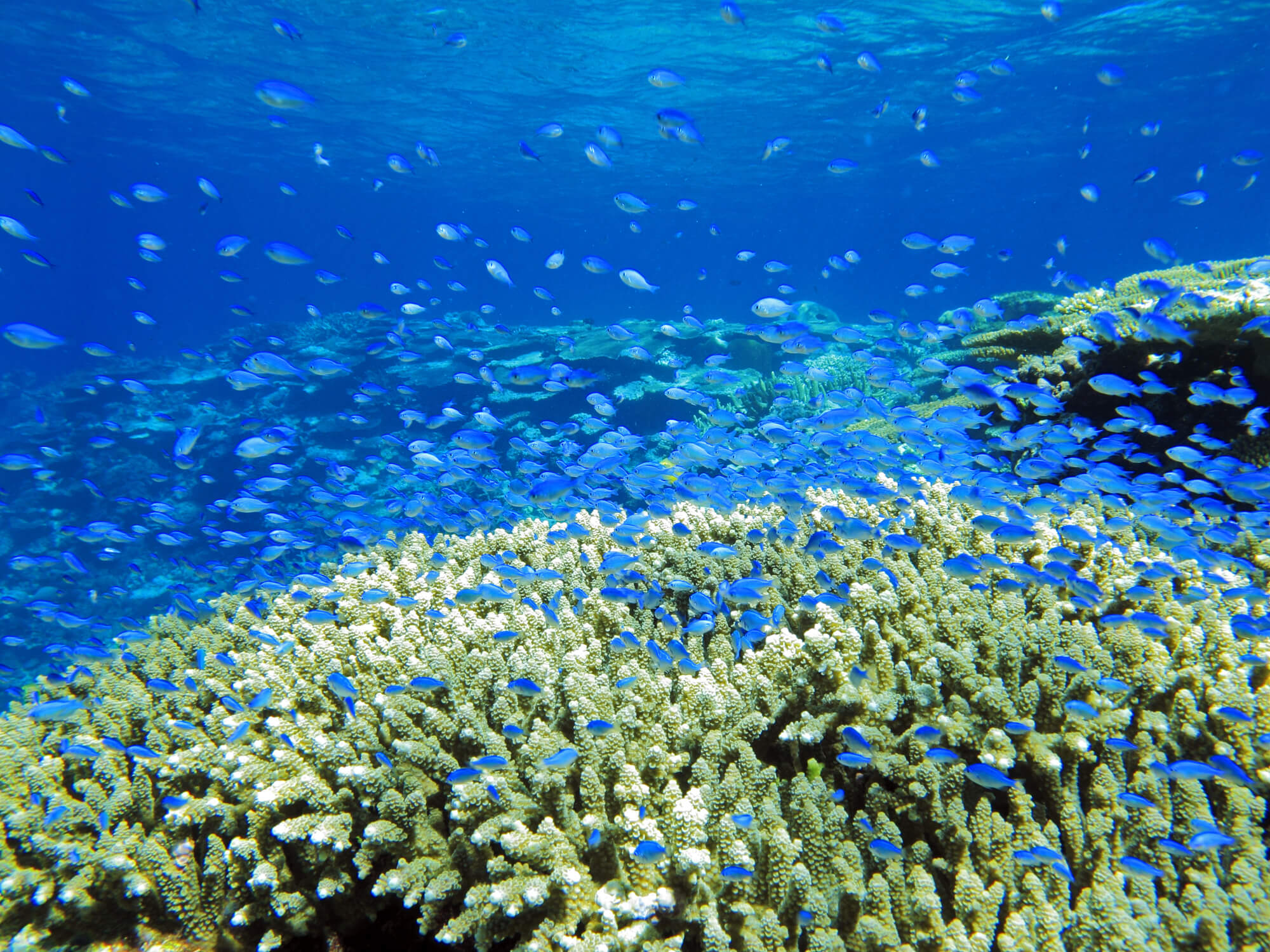 透明度抜群の沖縄の海