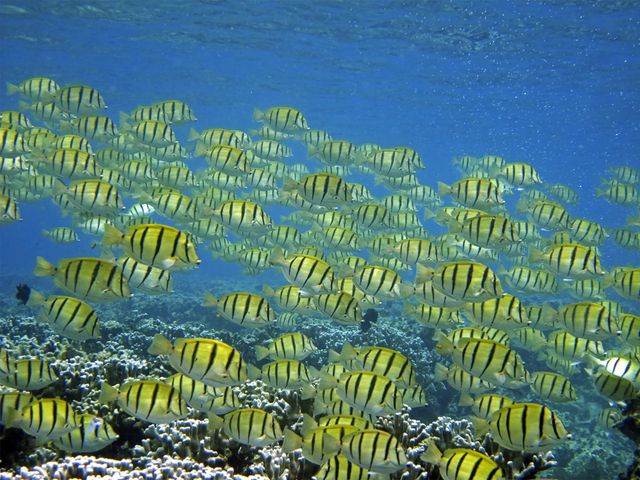 シマハギイメージ