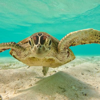 シュノーケルツアー付宮古島フリープランイメージ