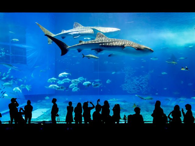 沖縄美ら海水族館入館券付きイメージ