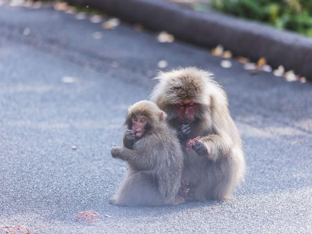 未知の道を踏みしめ、自然との対話へ ― 西部林道イメージ