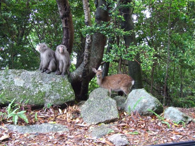 周遊観光バス「やくざる号」1日たっぷり満喫(昼食付)コース イメージ