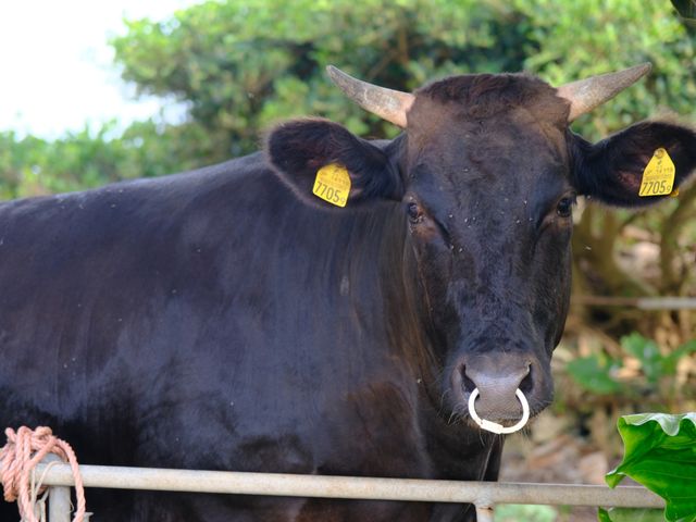 黒島イベント情報イメージ