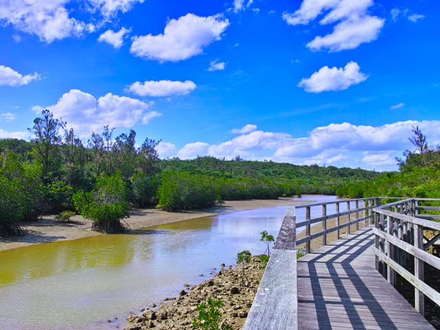 島尻マングローブ林イメージ