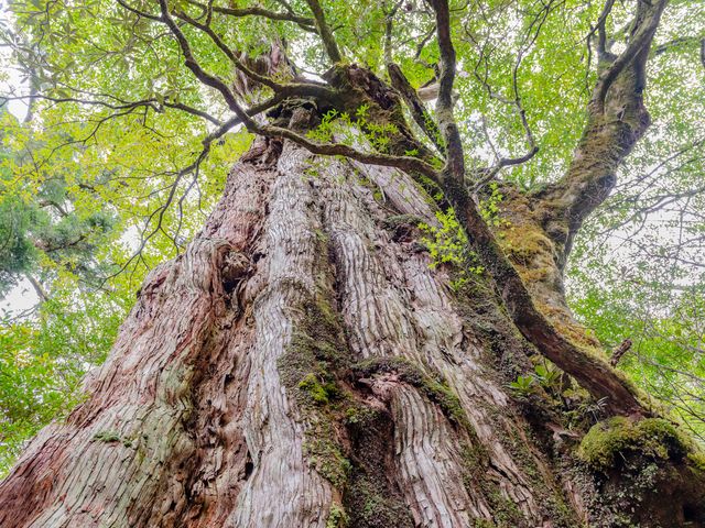 時を超えた巨木の語り部 ― 紀元杉イメージ