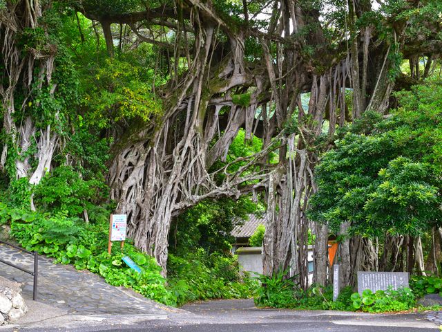 古代の語り部、森の守護者 ― 中間ガジュマルイメージ