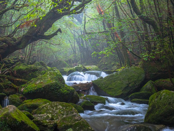 屋久島