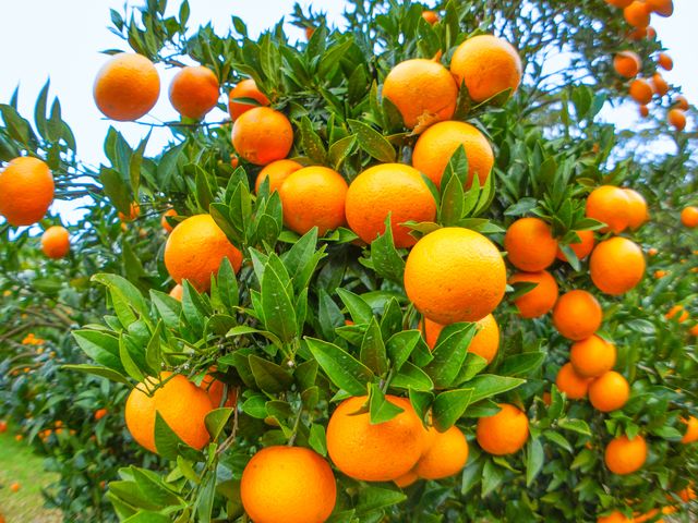 たんかん付プラン!奄美大島フリープランイメージ