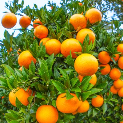 みなさまに「たんかん」を知ってほしい!!イメージ