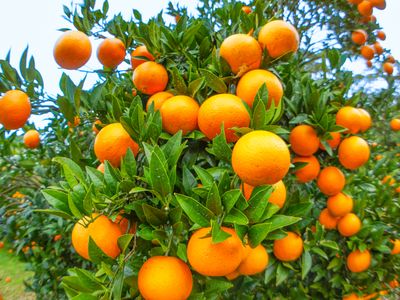 大好評2年目！みなさまに「たんかん」を知ってほしい！！イメージ