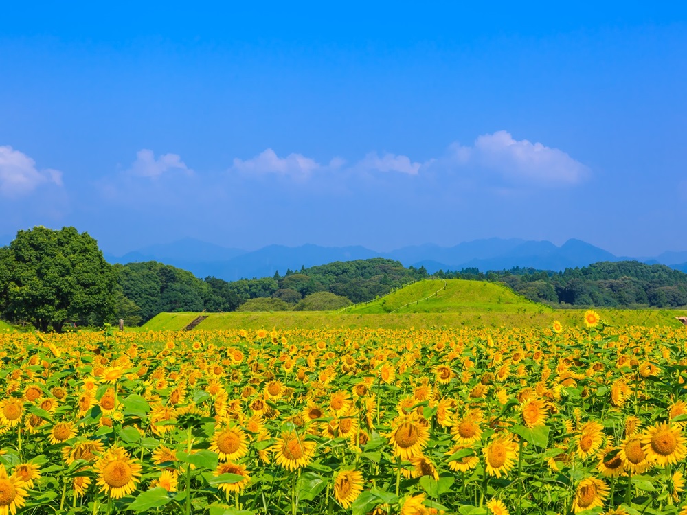 宮崎イメージ