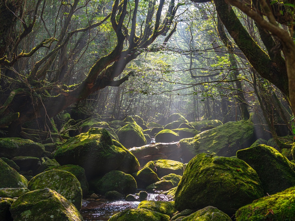 屋久島イメージ