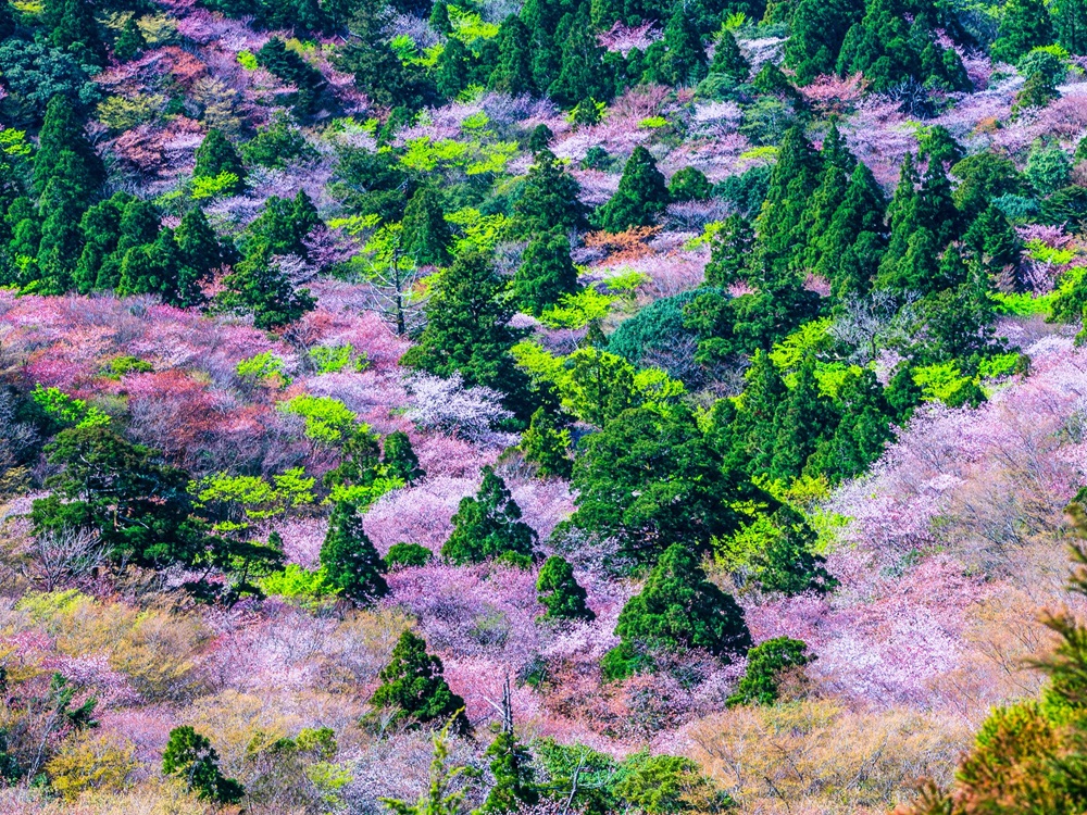 屋久島イメージ