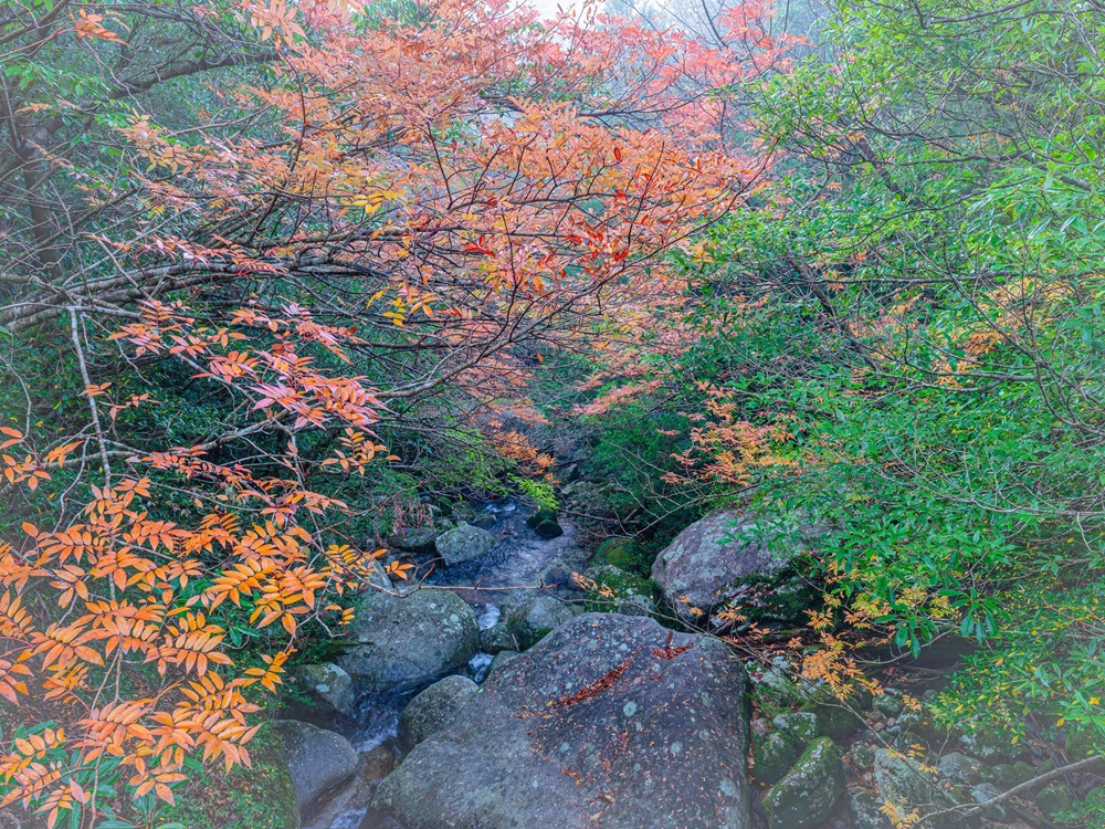 屋久島イメージ