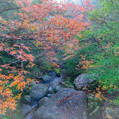とにかく安くいきたい！11月 屋久島ツアー・奄美大島ツアーイメージ