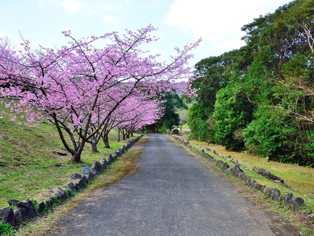 2月の奄美大島ツアーは…イメージ