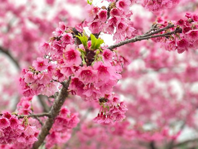 2月だから<br />
楽しめるツアー<br />
イメージ