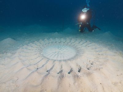 ネイティブシー奄美イメージ