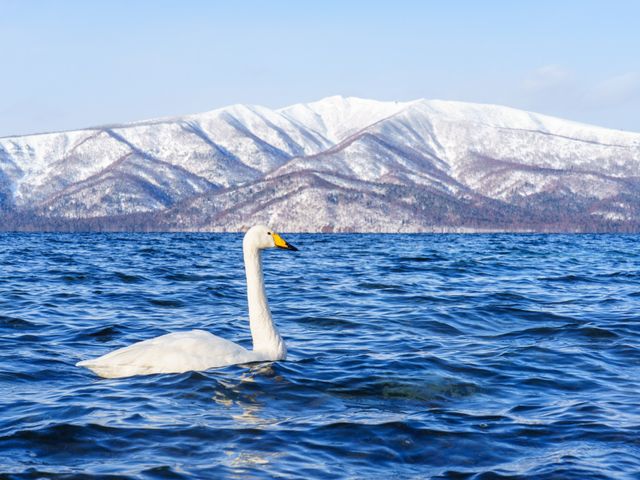 【弟子屈】屈斜路湖 砂湯の白鳥イメージ