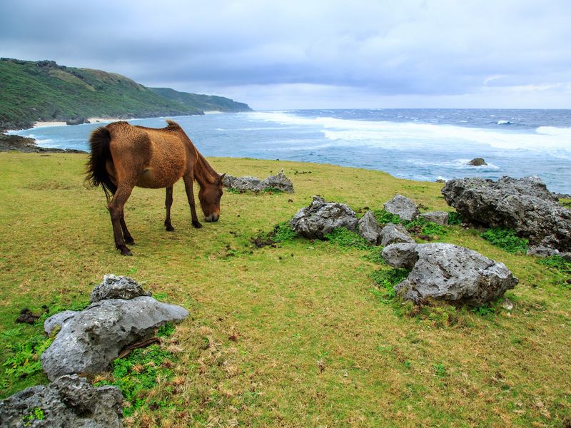 与那国島・東崎の馬