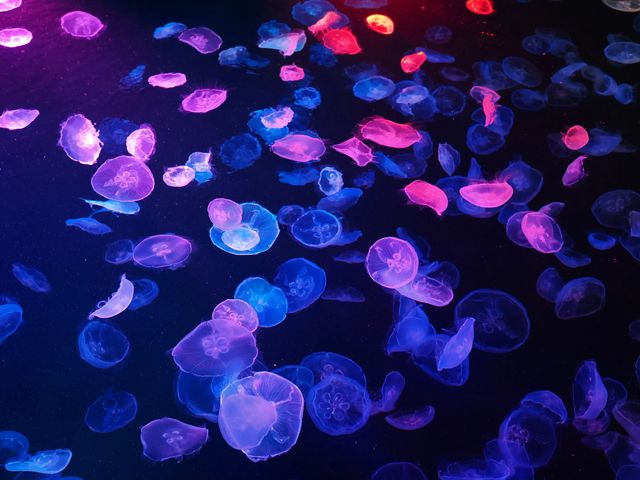 すみだ水族館 クラゲ