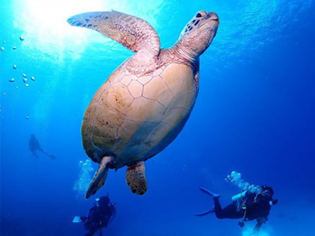 カイザーマリンクラブイメージ