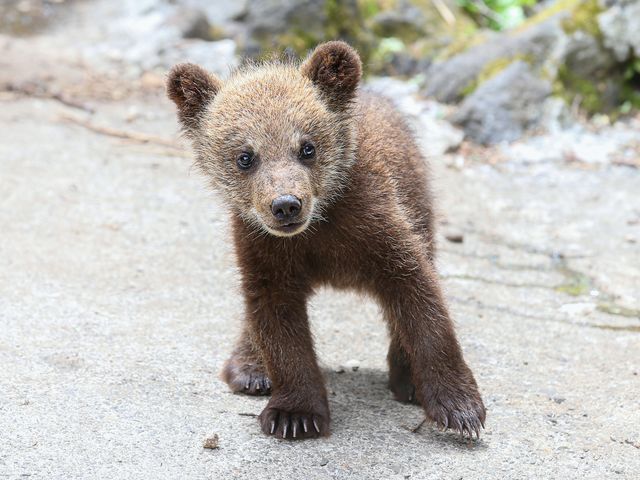 のぼりべつクマ牧場イメージ