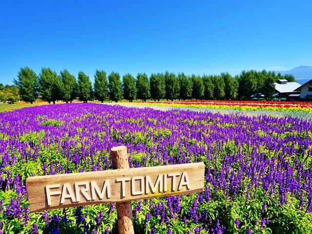 ファーム富田